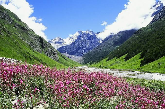 Velly Of Flowers